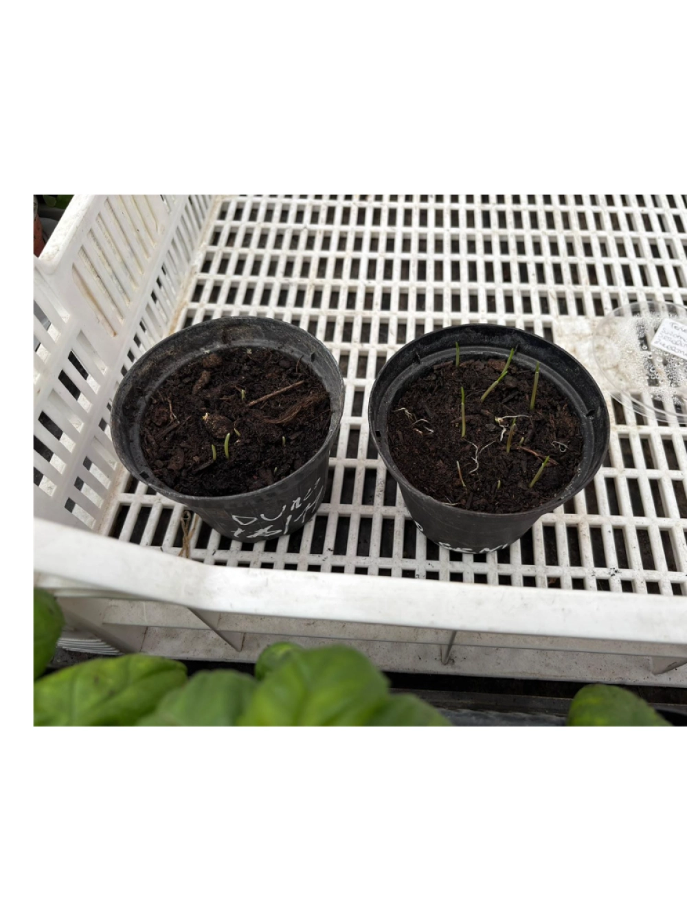 esperimenti di crescita e riconoscimento