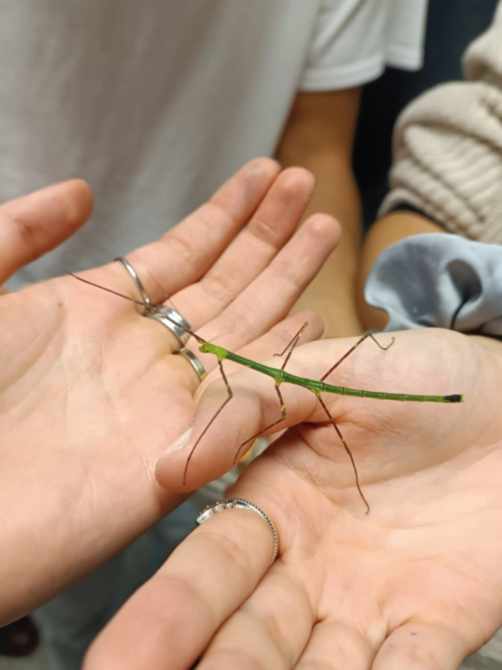 laboratorio entomologia