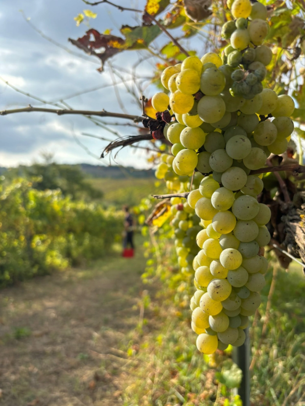 Vendemmia