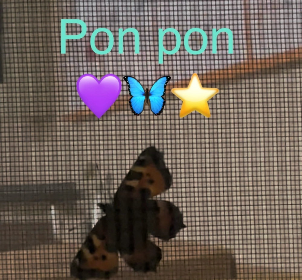 Pon Pon