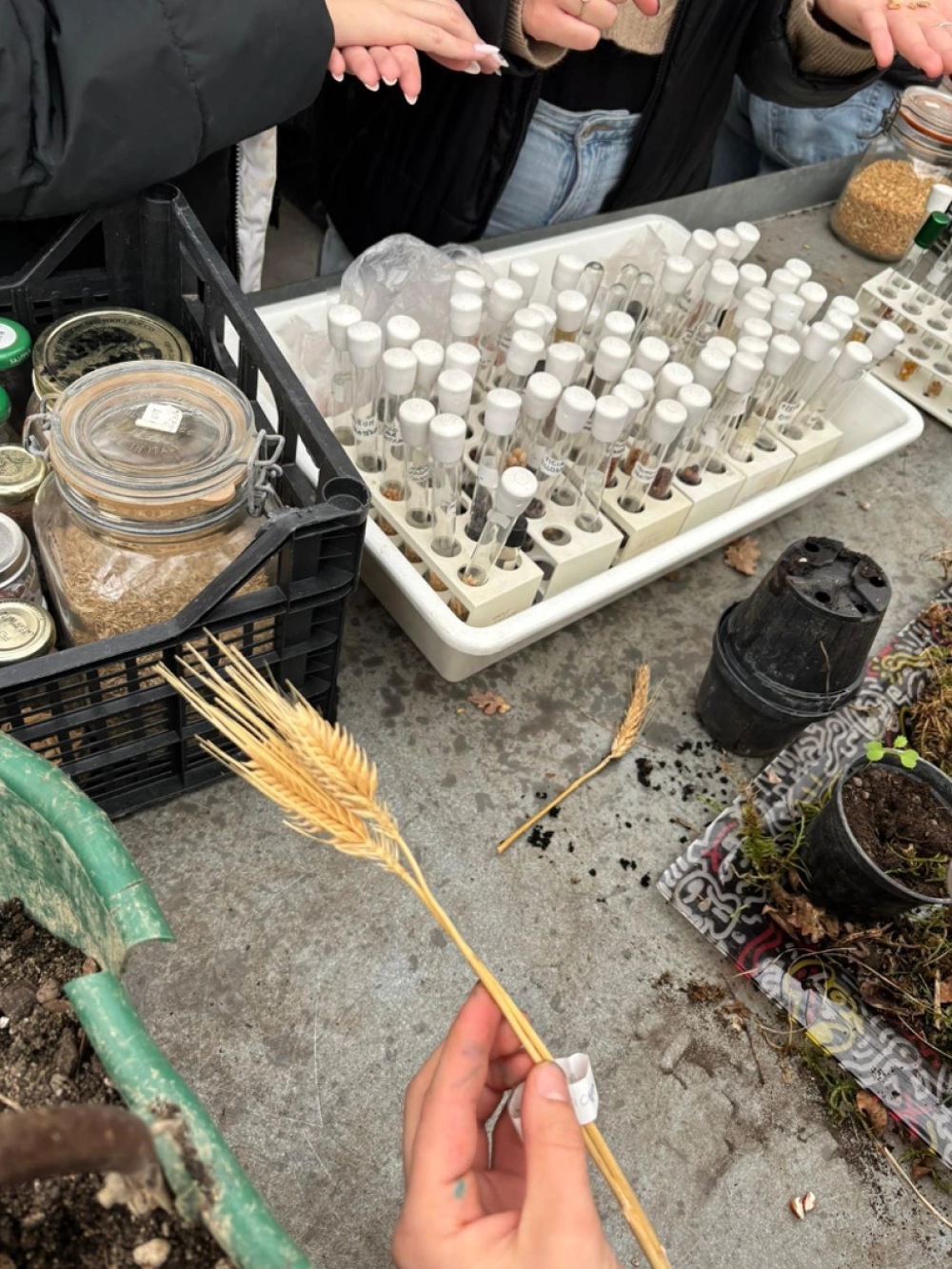 esperimenti di crescita e riconoscimento