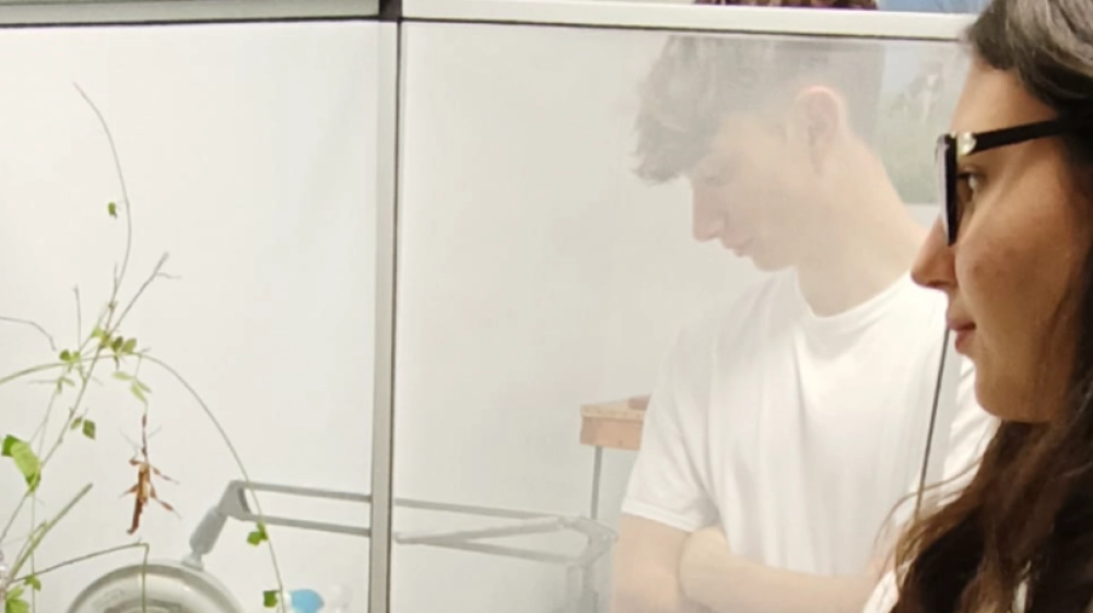 laboratorio entomologia