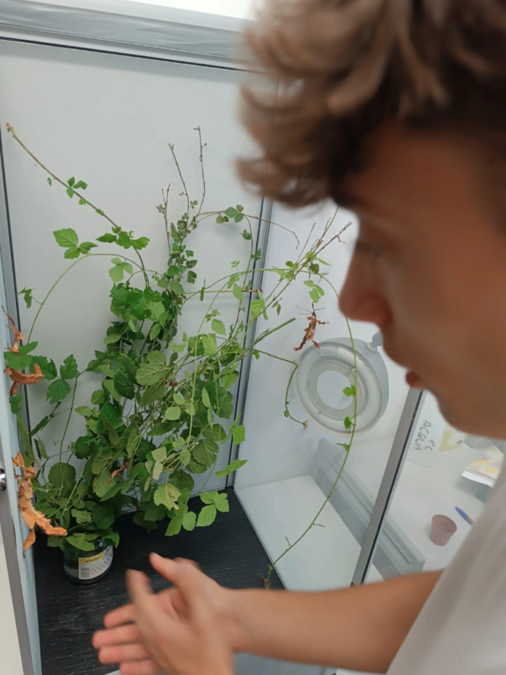 laboratorio entomologia