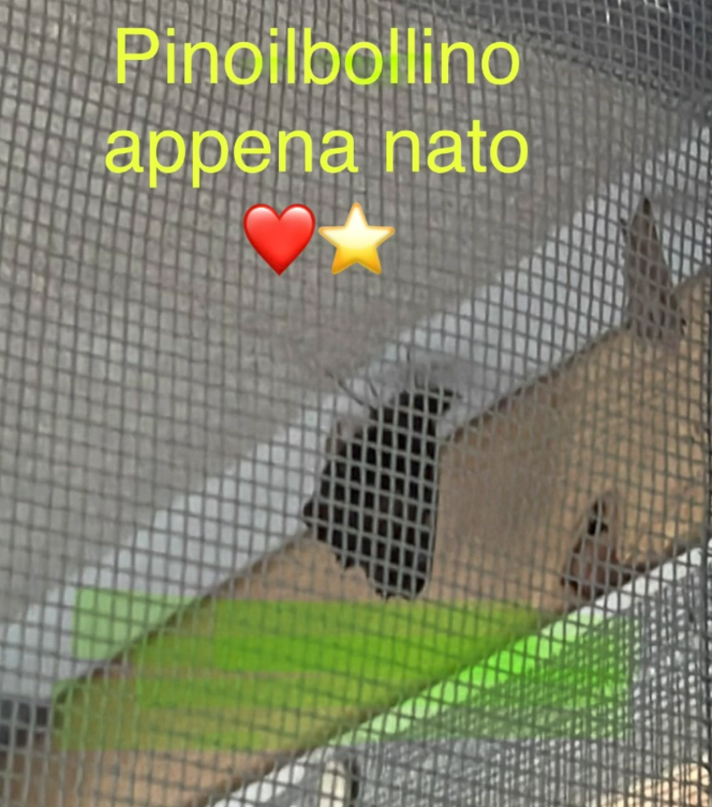 Pinoilbollino