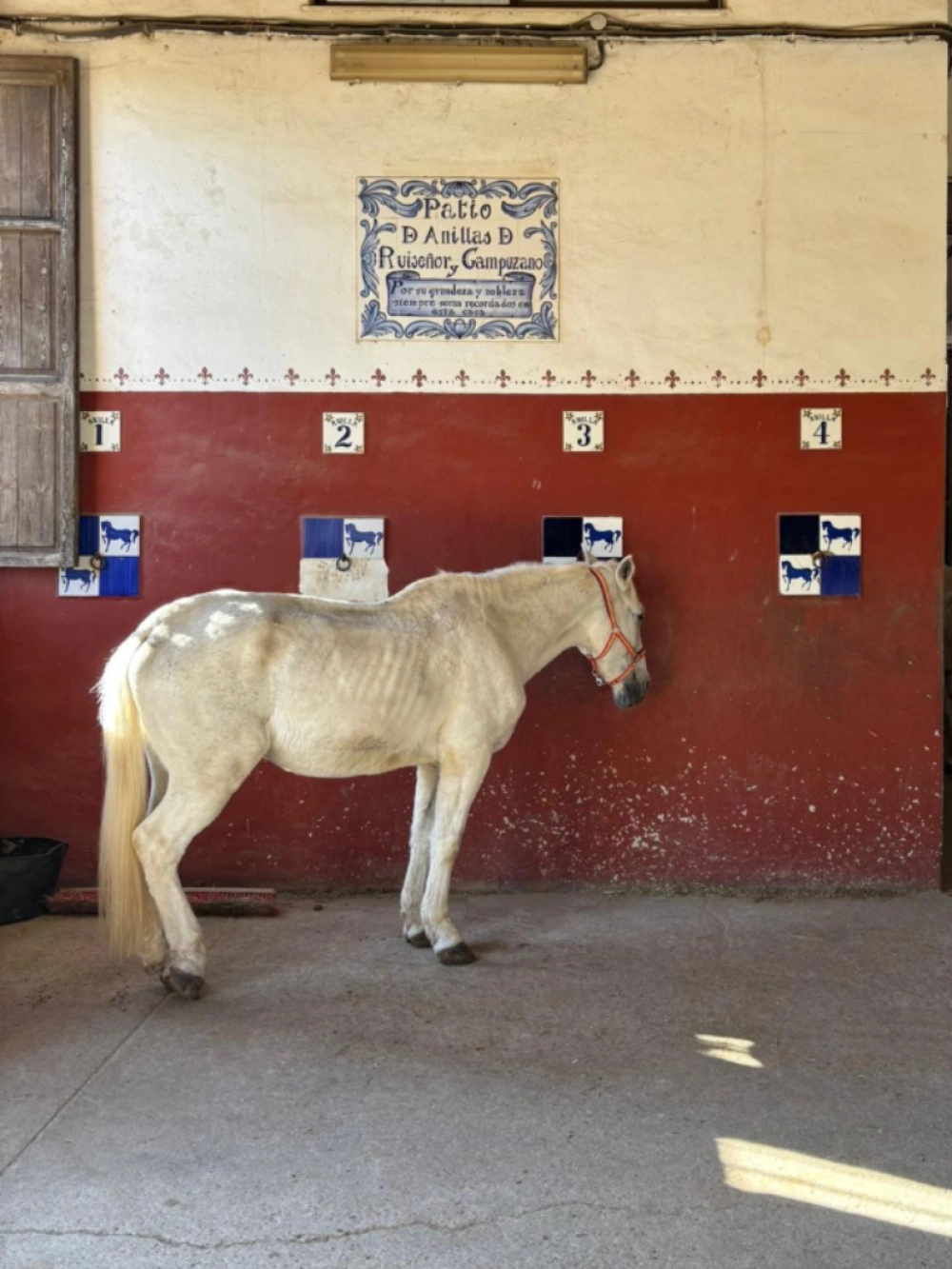 cavallo