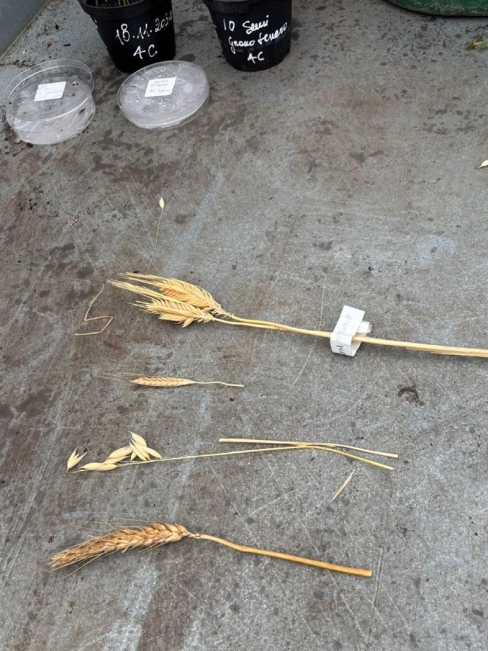 esperimenti di crescita e riconoscimento