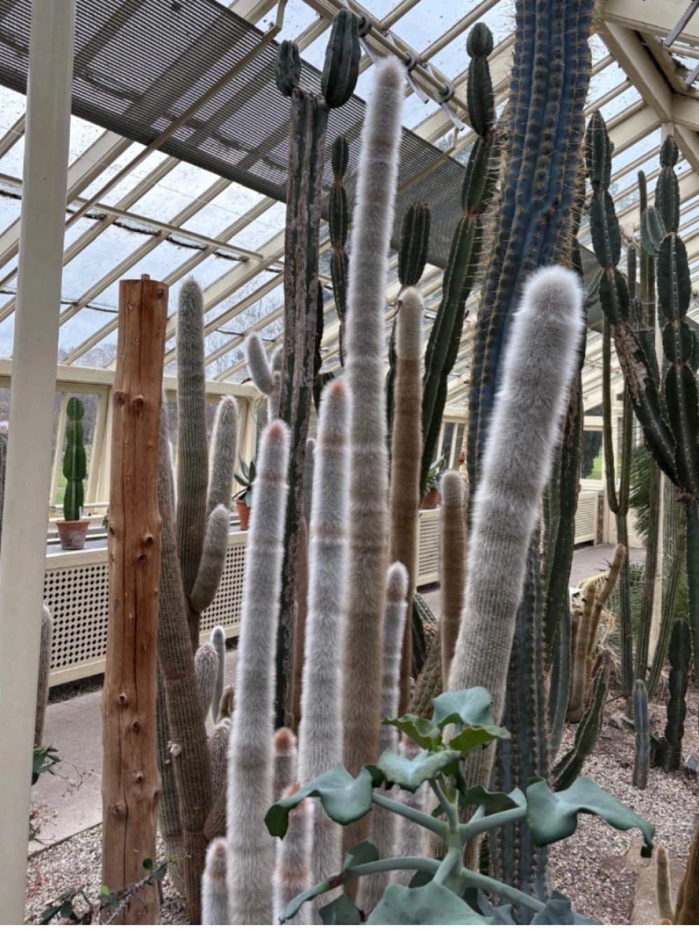 cactus