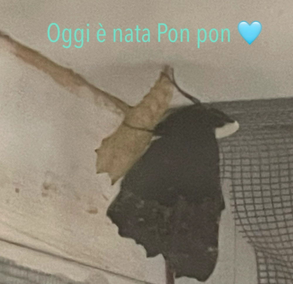 Pon Pon